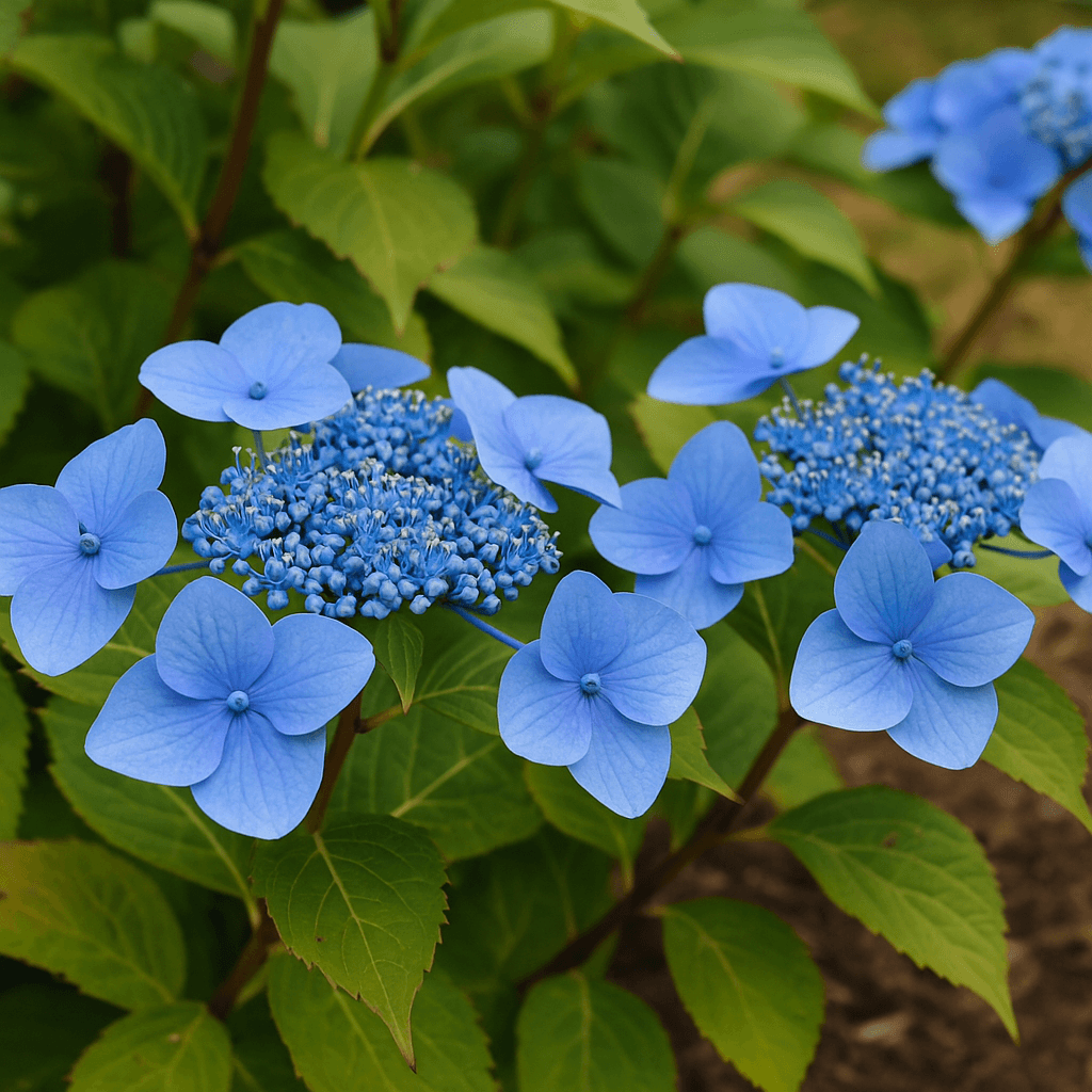 Détail des inflorescences bleues et du feuillage d’un hortensia